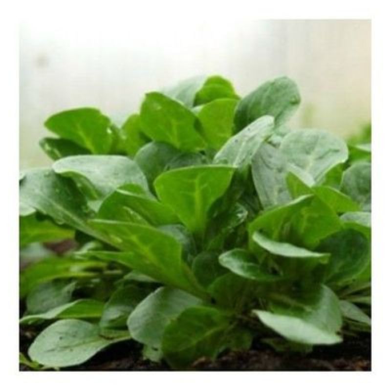 Semailles Mâche de Comines