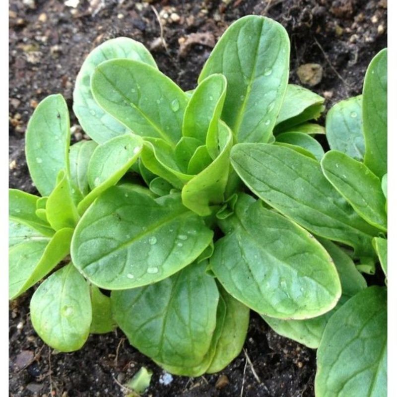 Semailles Mâche Vit