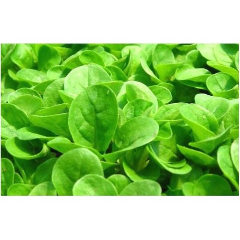 Semailles Mâche Verte à coeur plein