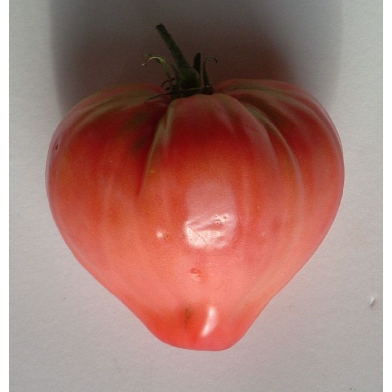 Semailles Tomate Coeur de Boeuf Rose