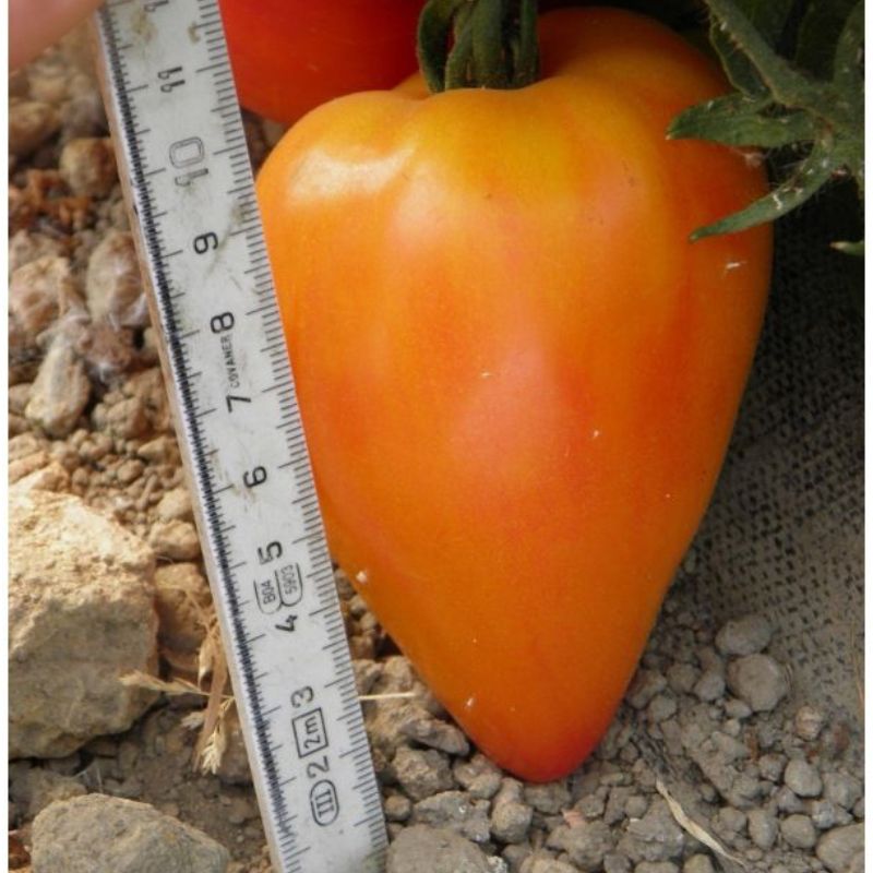 Semailles Tomate Coeur de Boeuf Russian 117