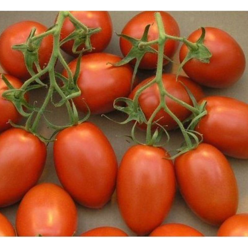 Semailles Tomate de Bérao