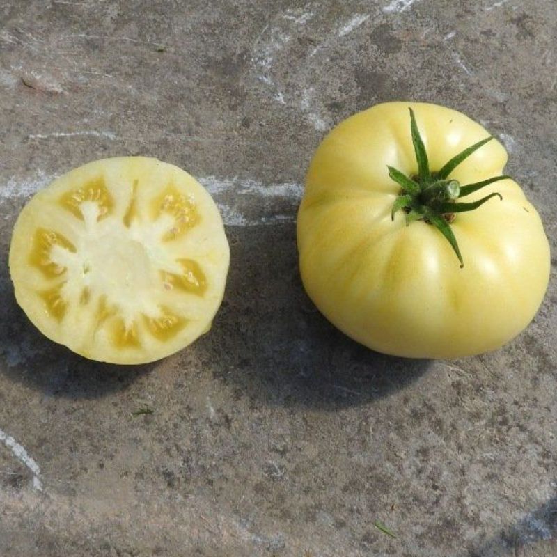 Semailles Tomate Etoile Blanche d'Anvers