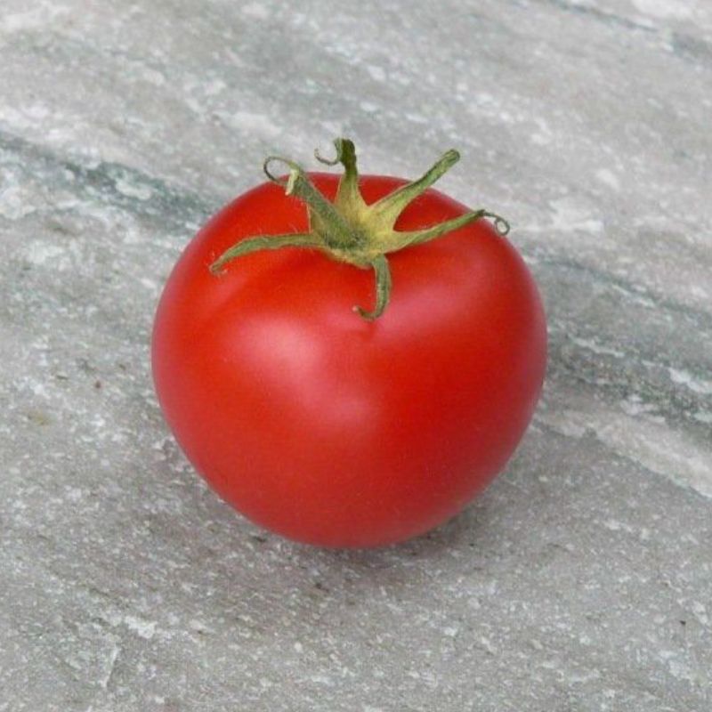 Semailles Tomate de couleur Canabec rose
