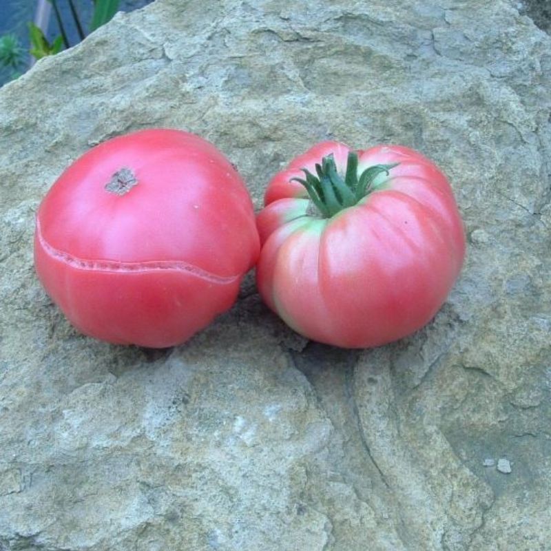 Semailles Tomate Géante d'Orembourg