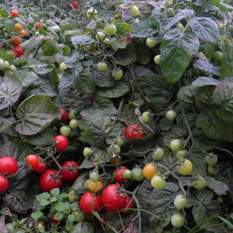 Semailles Tomate Japonaise basse