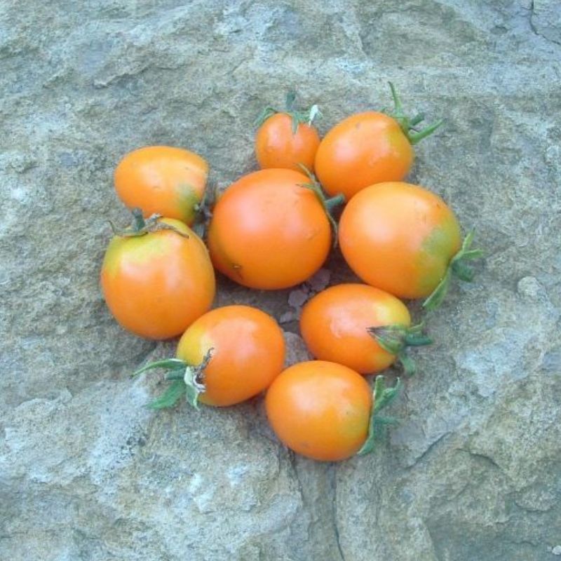 Semailles Tomate Ida Gold