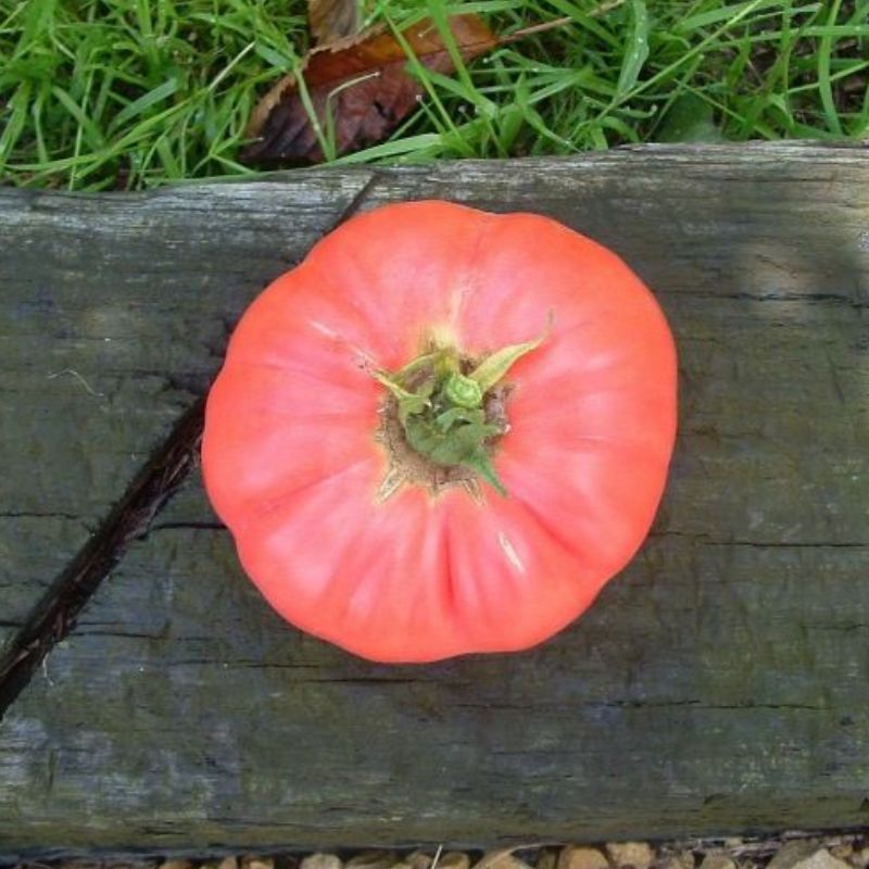 Semailles Tomate Gregory Altaï