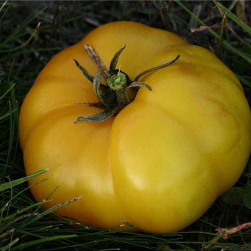 Semailles Tomate Jaune St Vincent