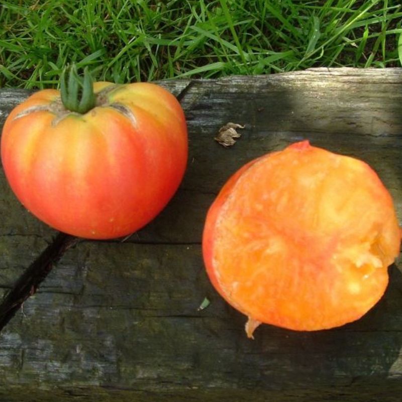 Semailles Tomate German Gold