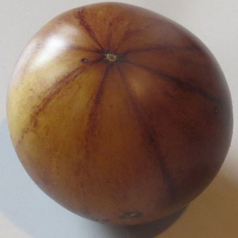 Semailles Tomate Great White Blue