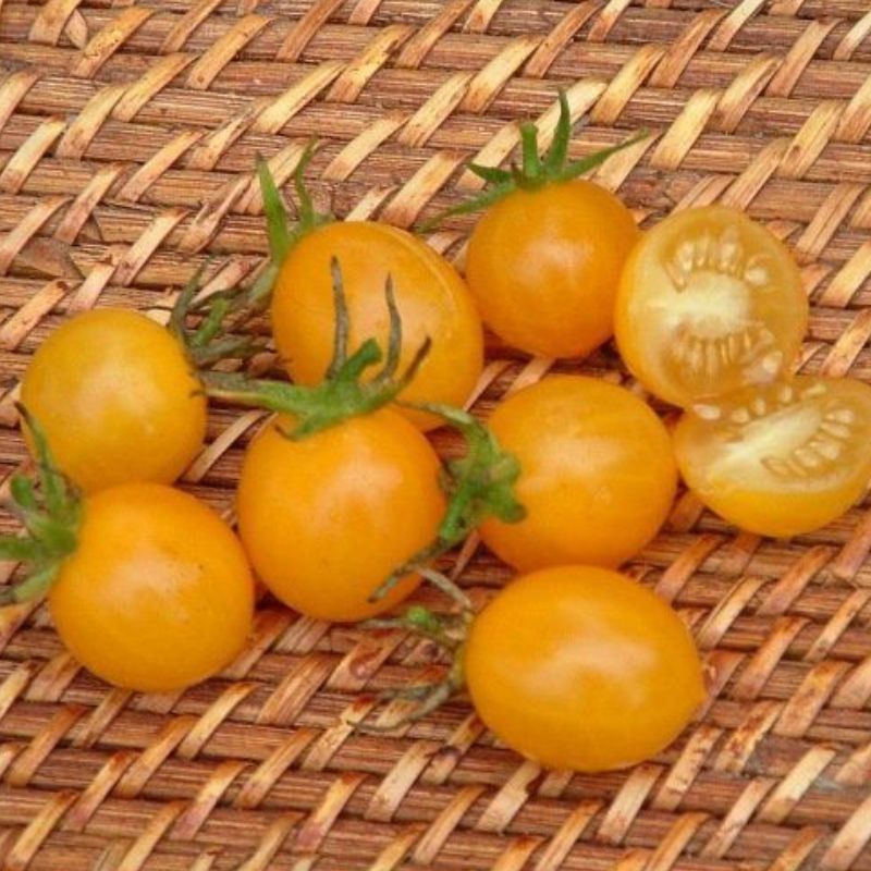 Semailles Tomate Jaune Cocktail Clementine