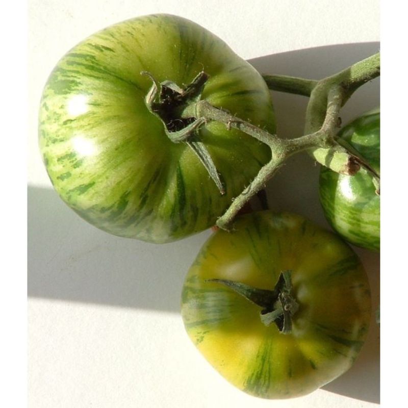 Semailles Tomate Green Zebra