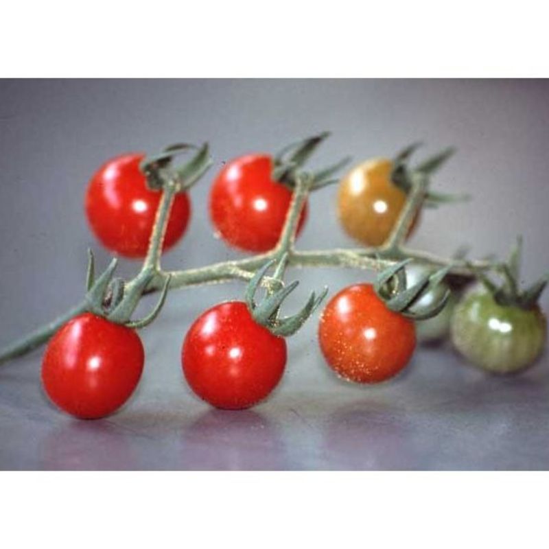 Semailles Tomate Groseille petit moineau