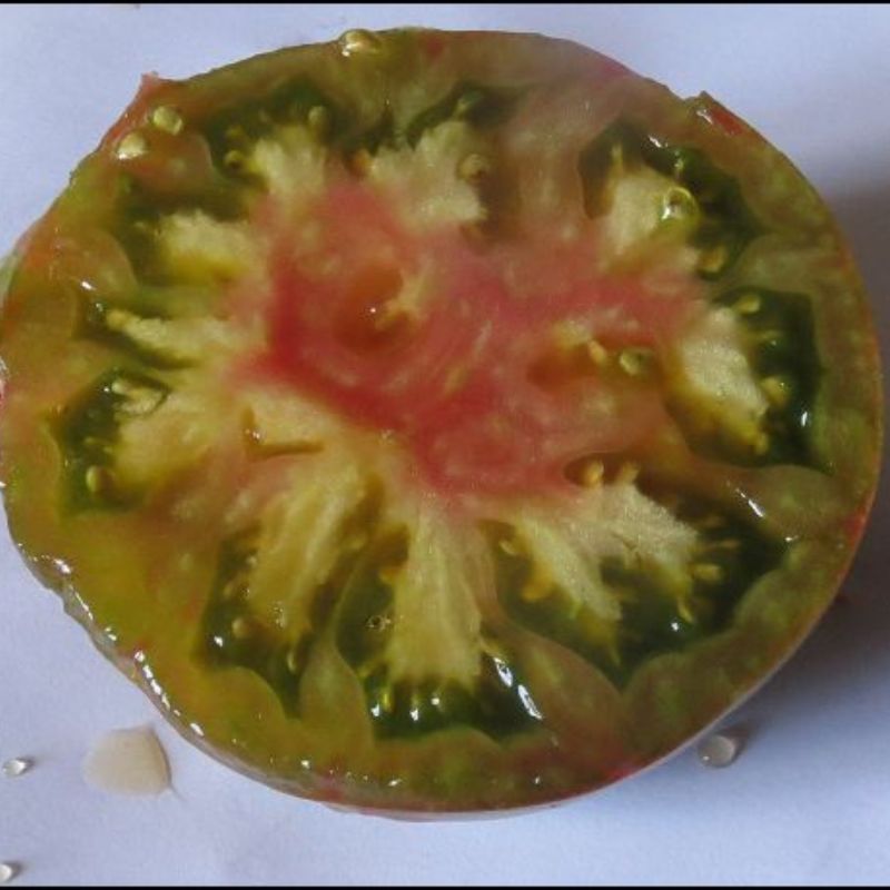 Semailles Tomate Harvard Square