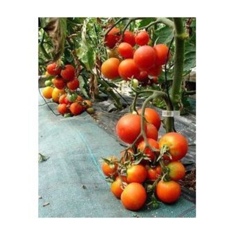 Semailles Tomate Karos