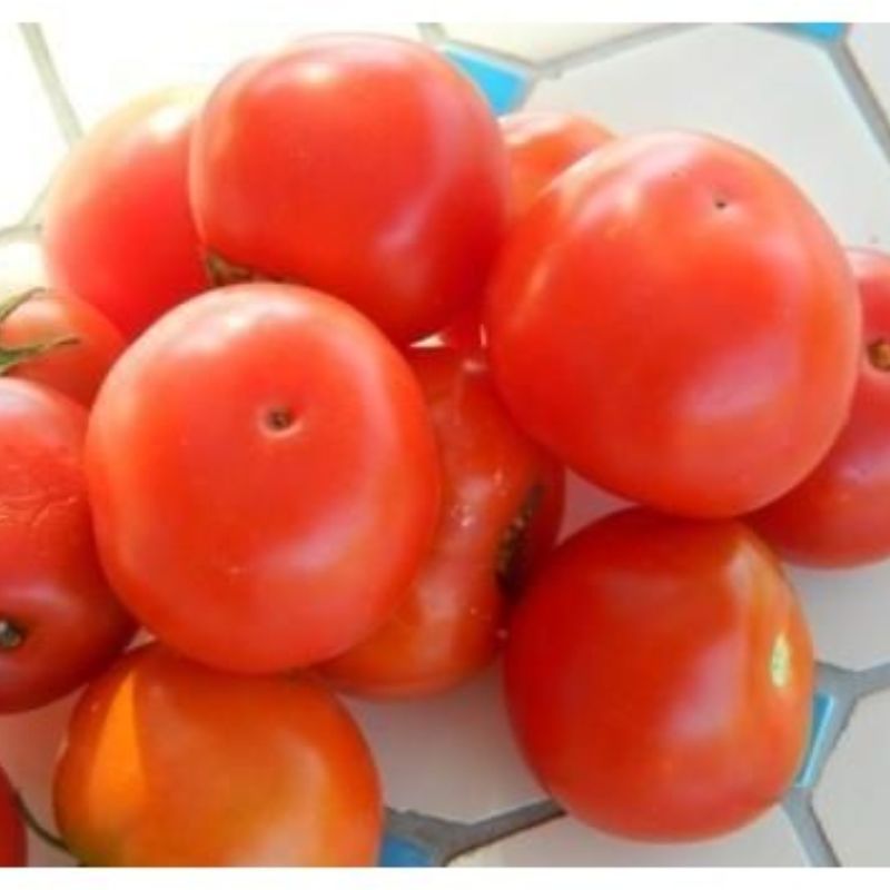 Semailles Tomate Joyau d'Idaho