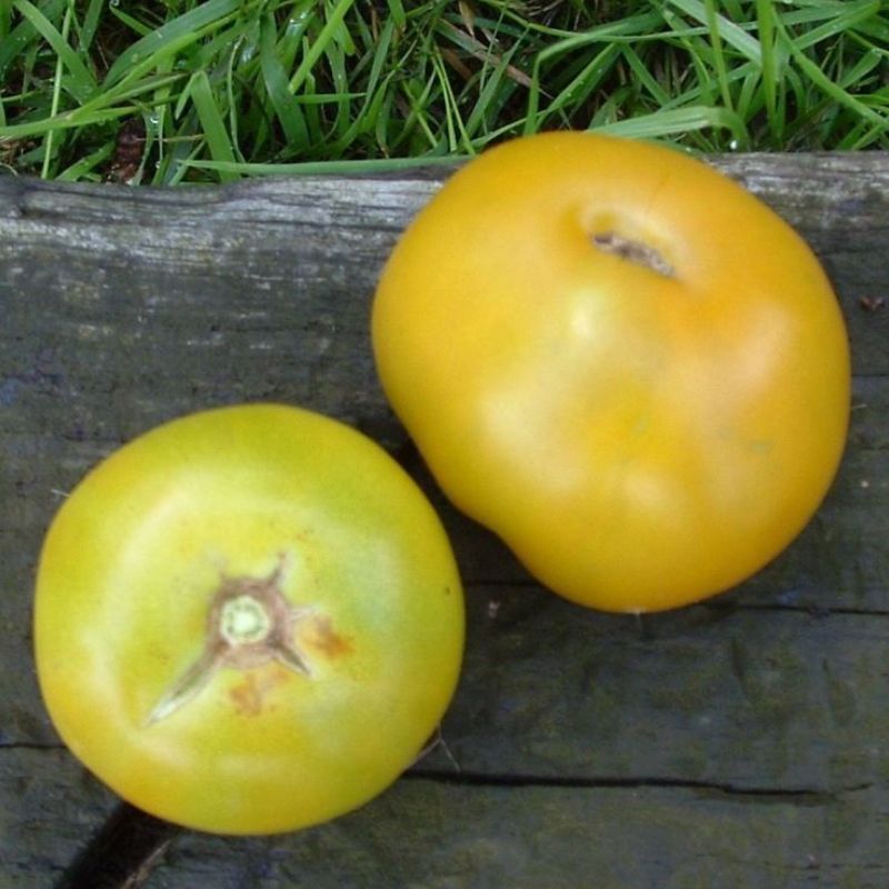 Semailles Tomate Lime Green