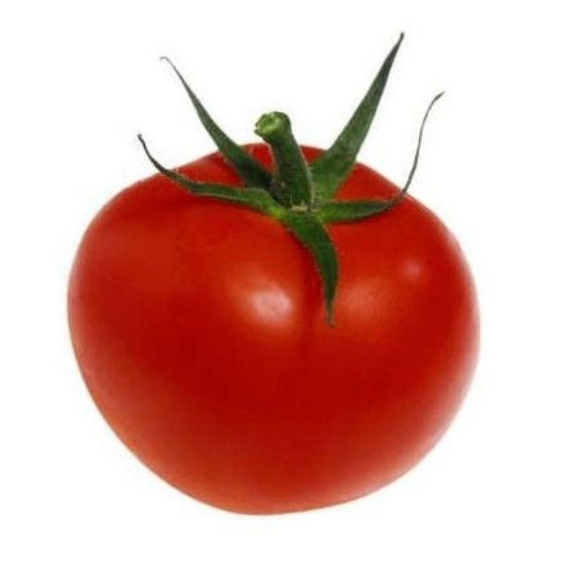 Semailles Tomate Monda