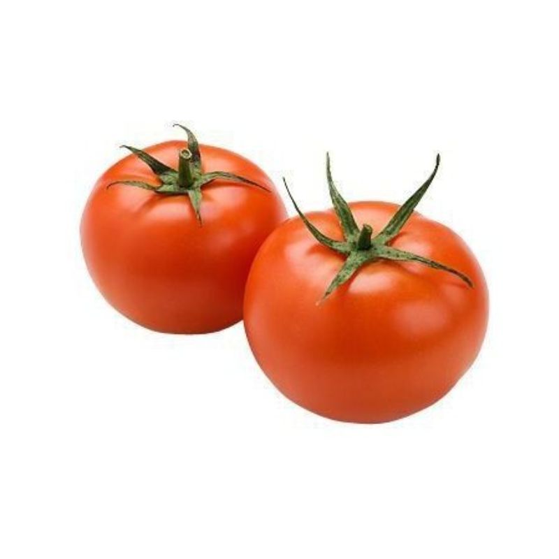 Semailles Tomate Moneymaker