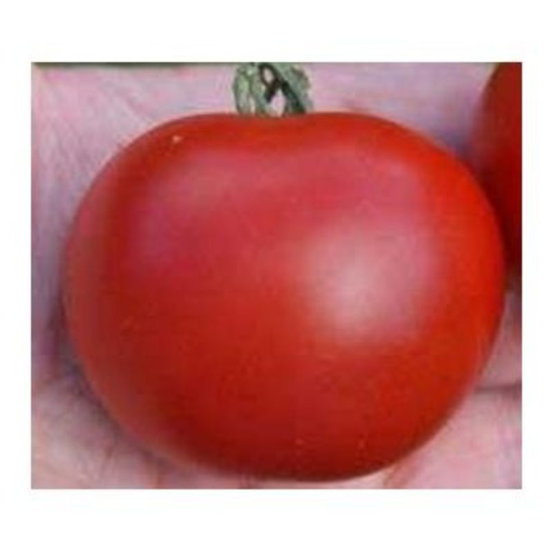 Semailles Tomate Matina