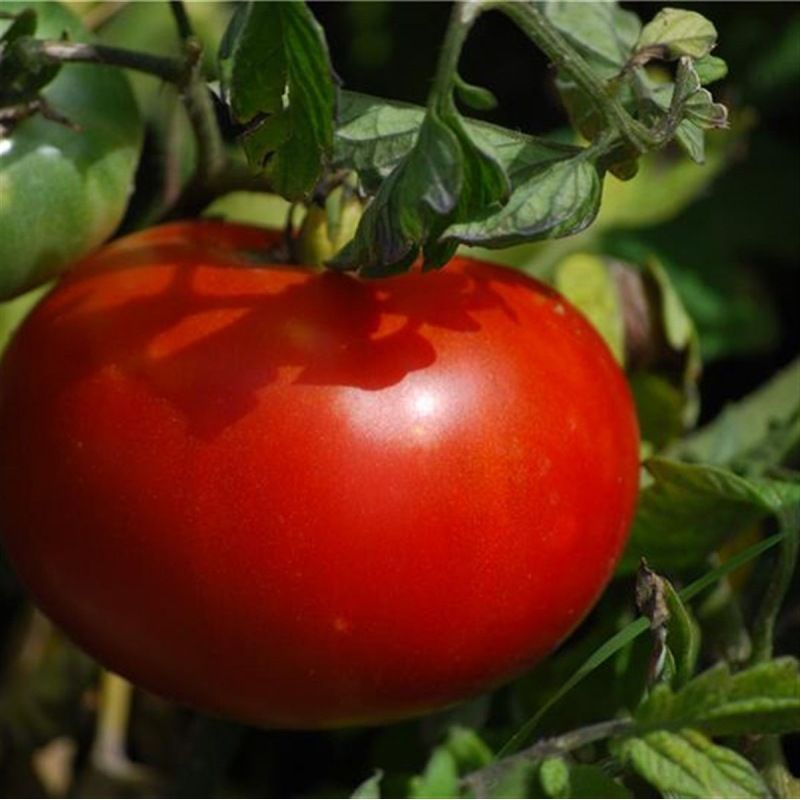 Semailles Tomate Merveille des marchés