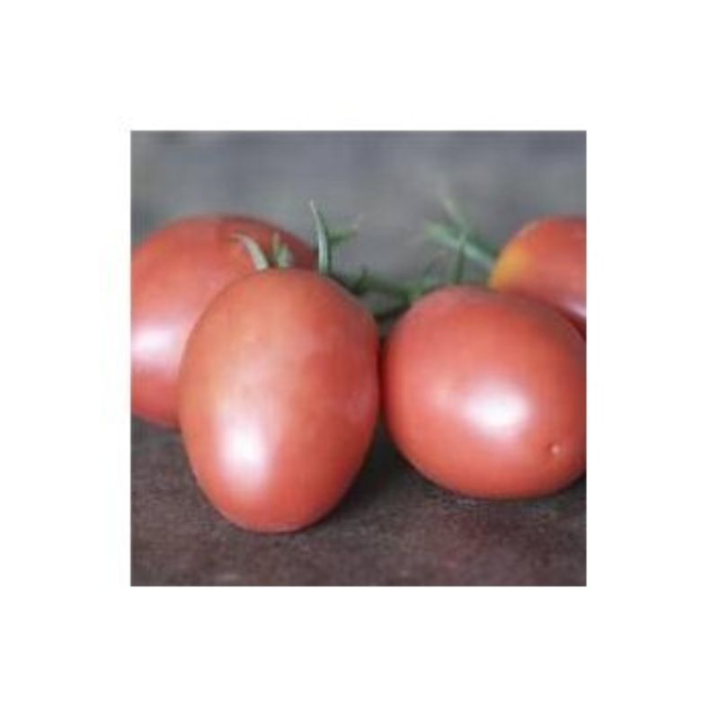 Semailles Tomate Olirose de St Domingue