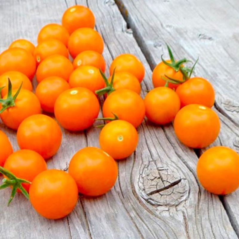 Semailles Tomate Orangette