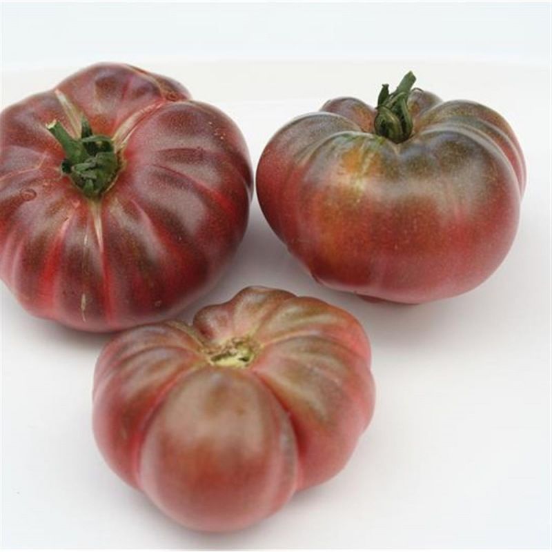 Semailles Tomate Purple Calabash