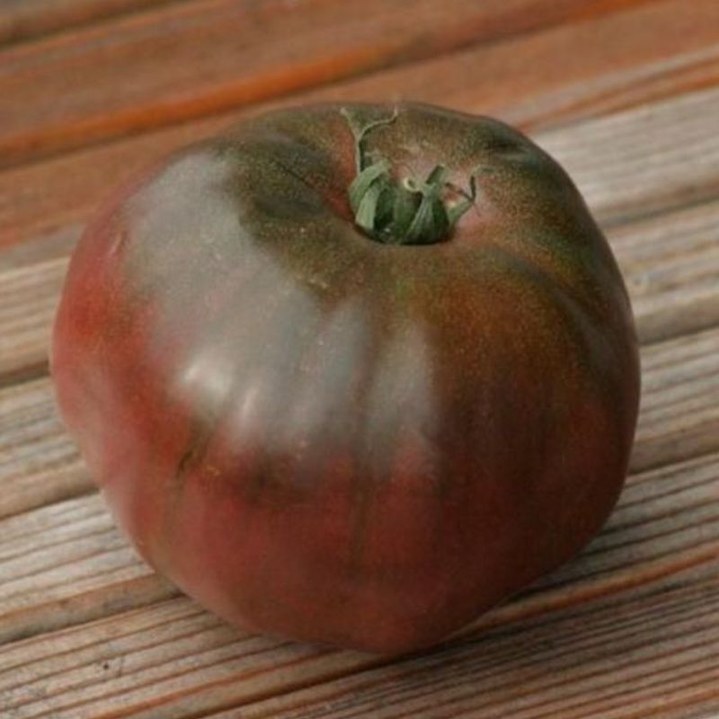 Semailles Tomate Noire Russe Charboneuse