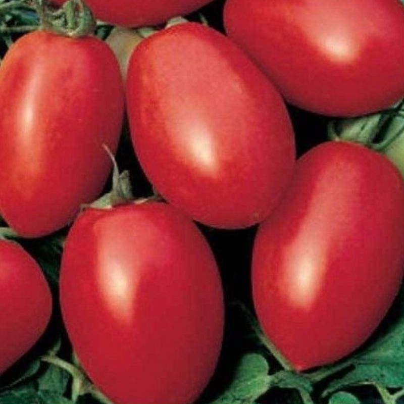 Semailles Tomate Olivette rose