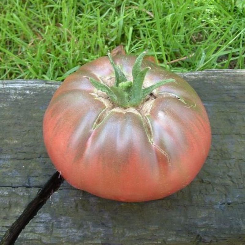 Semailles Tomate Noire de Crimée