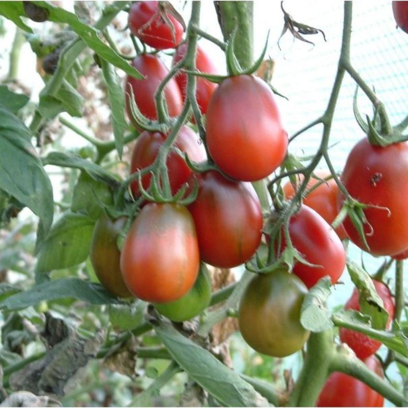 Semailles Tomate Prune noire