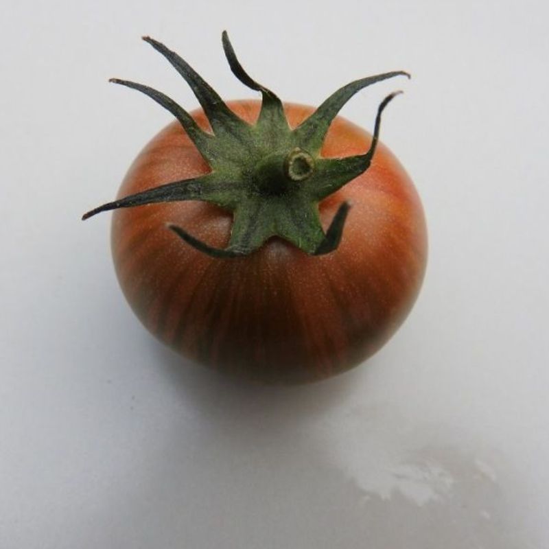 Semailles Tomate Purple Bumble Bee