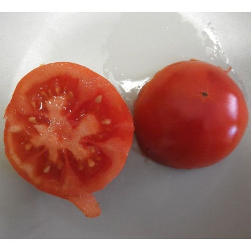 Semailles Tomate Reine des hâtives