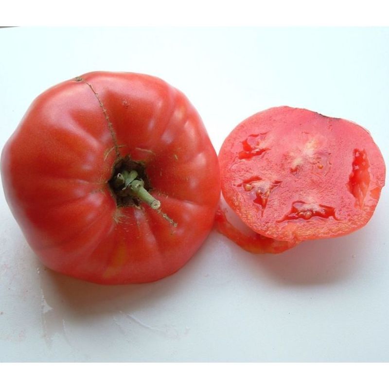 Semailles Tomate Rose de Berne