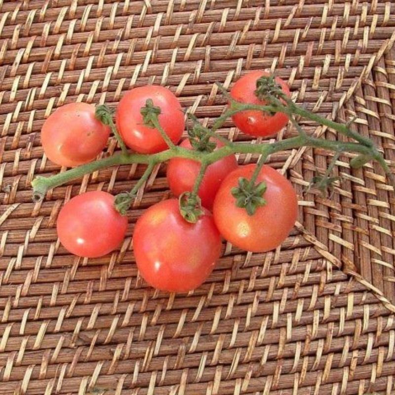 Semailles Tomate Rose de Podlaki