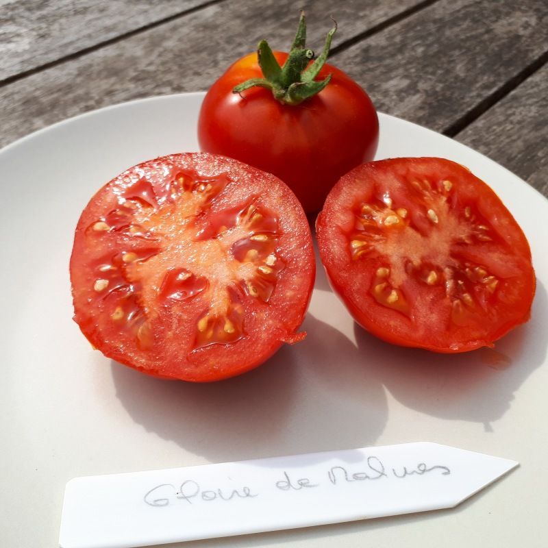 Semailles Tomate rouge Gloire de Malines