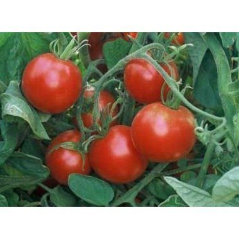 Semailles Tomate rouge Glacier