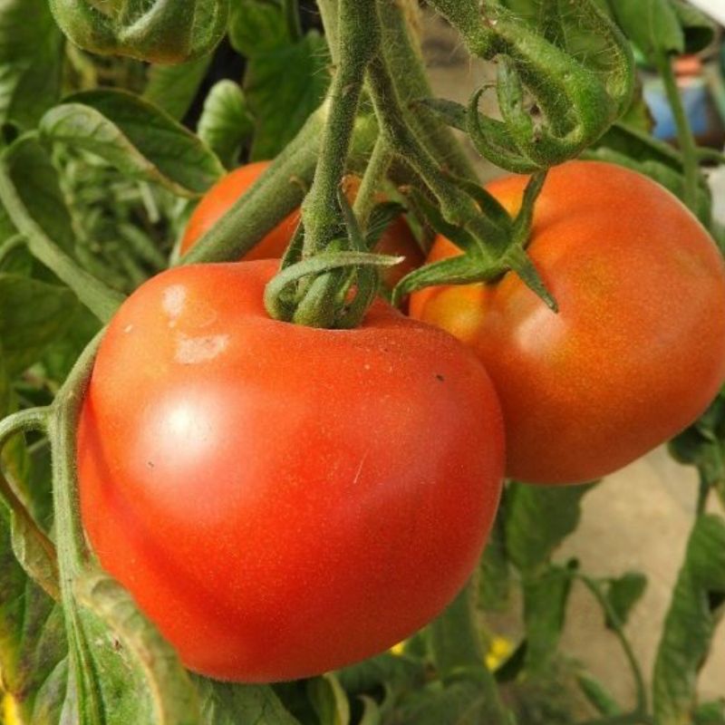 Semailles Tomate rouge Corma (lignée 1 de Gembloux)
