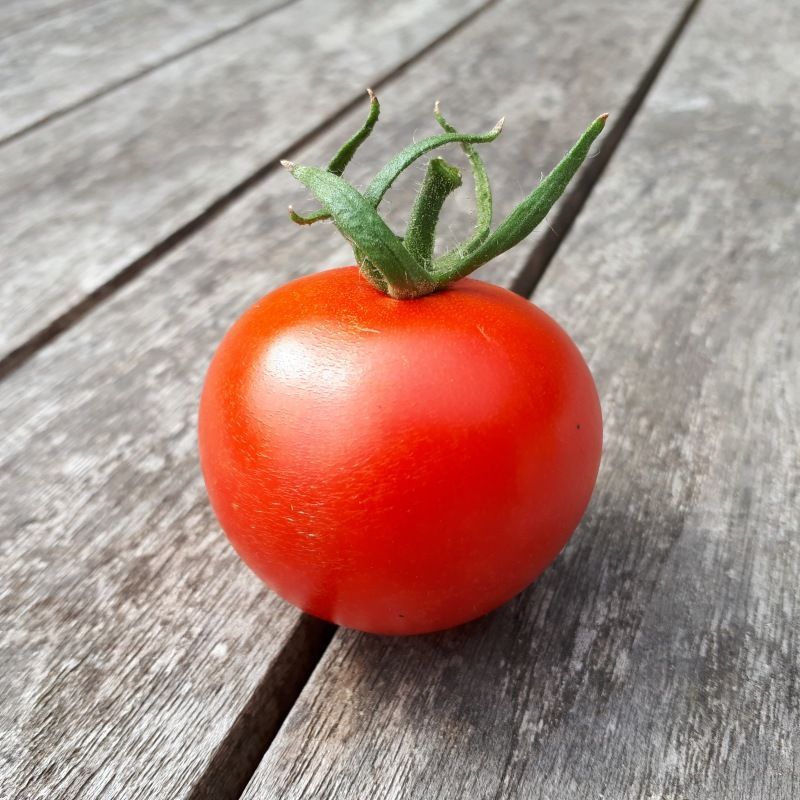 Semailles Tomate rouge Joffre