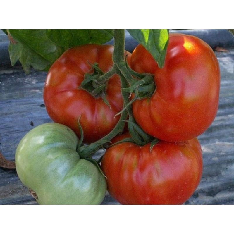 Semailles Tomate Saint Pierre