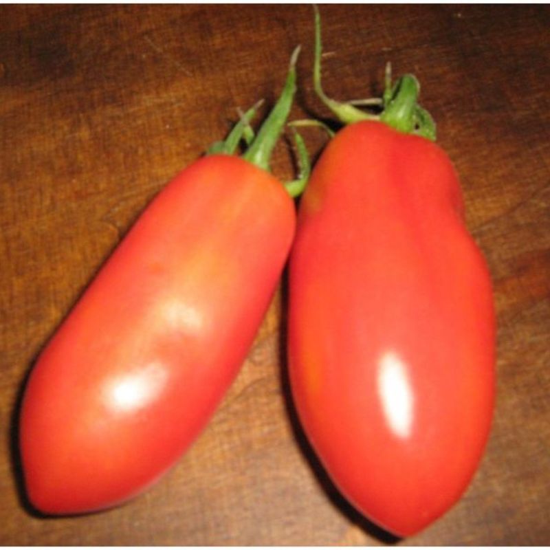 Semailles Tomate San Marzano