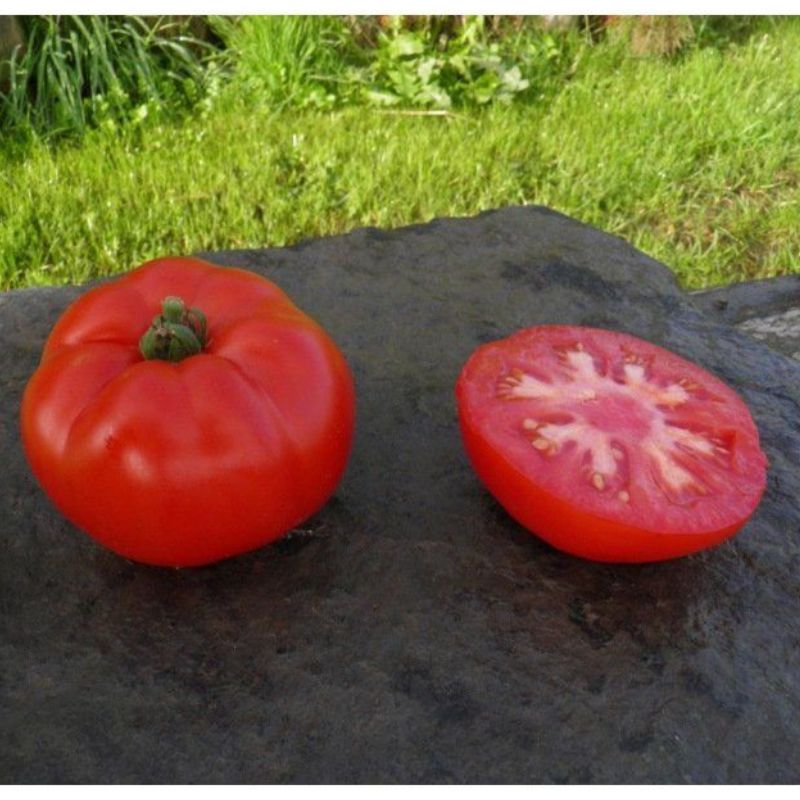 Semailles Tomate rouge de Namur