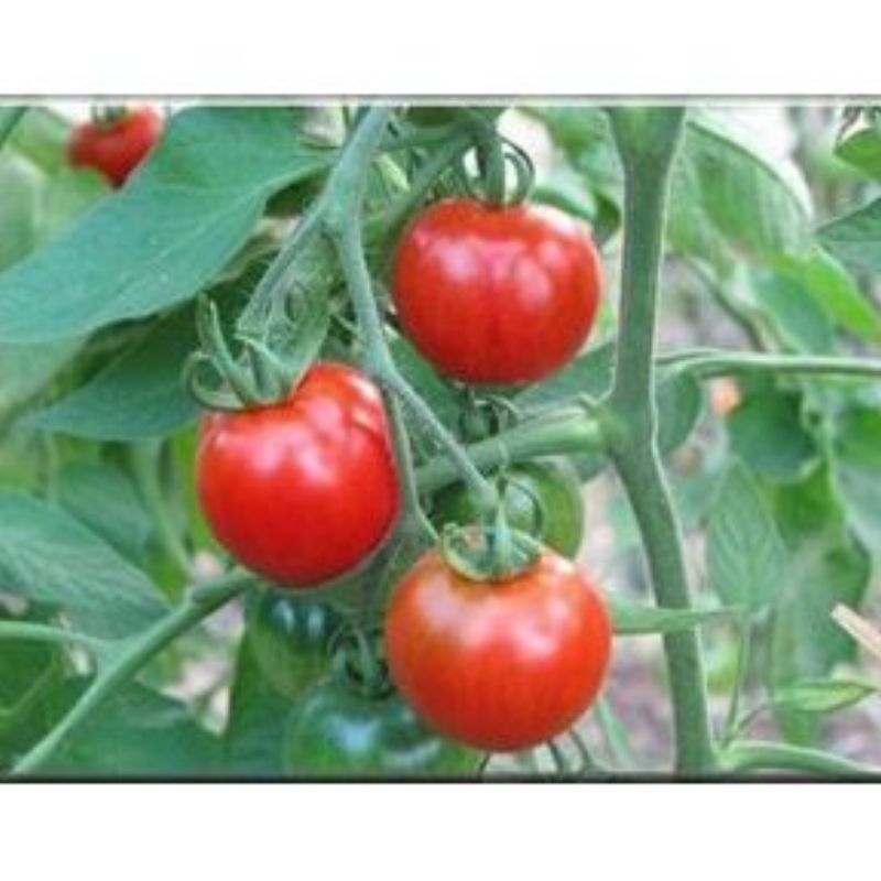 Semailles Tomate Stupice