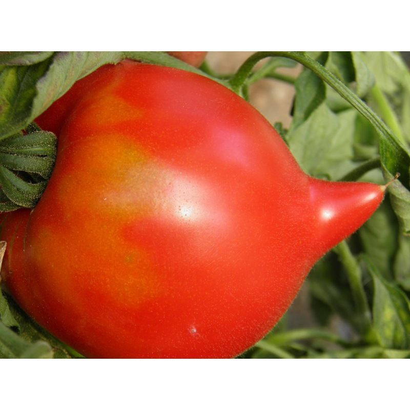 Semailles Tomate Téton de Vénus