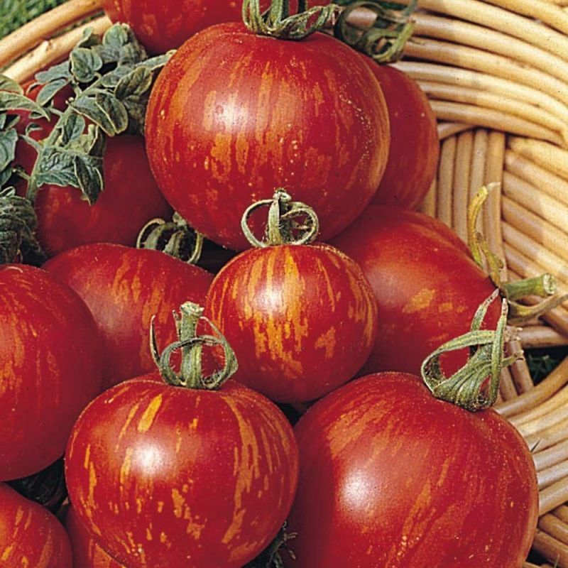 Semailles Tomate Tigerella