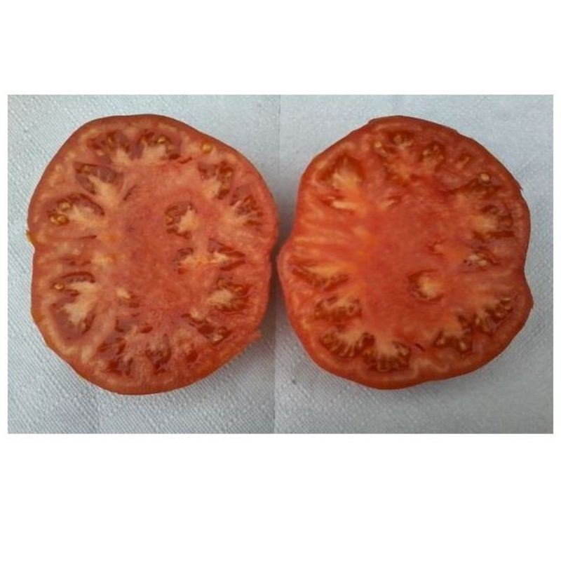 Semailles Tomate Suzy