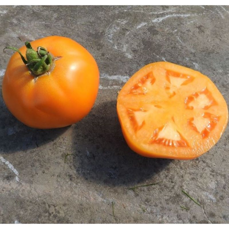 Semailles Tomate Yellow Belgian