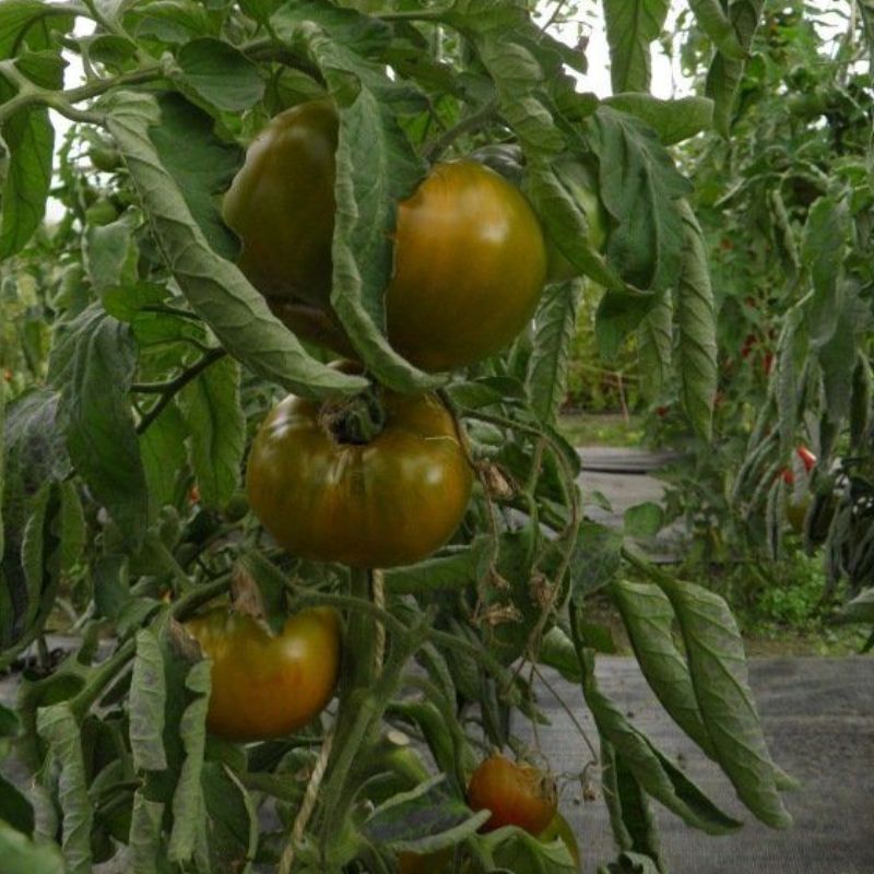 Semailles Tomate verte de Huy
